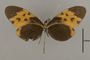 125572 Melinaea marsaeus mothone v IN