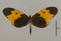125573 Melinaea marsaeus mothone d IN