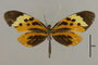 125575 Melinaea menophilus cocana d IN