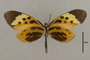 125575 Melinaea menophilus cocana v IN