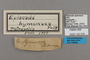 125578 Episcada hymenaea labels IN