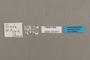 125612 Scada reckia ortygia labels IN