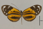 125627 Hyposcada anchiala d IN