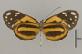 125627 Hyposcada anchiala v IN