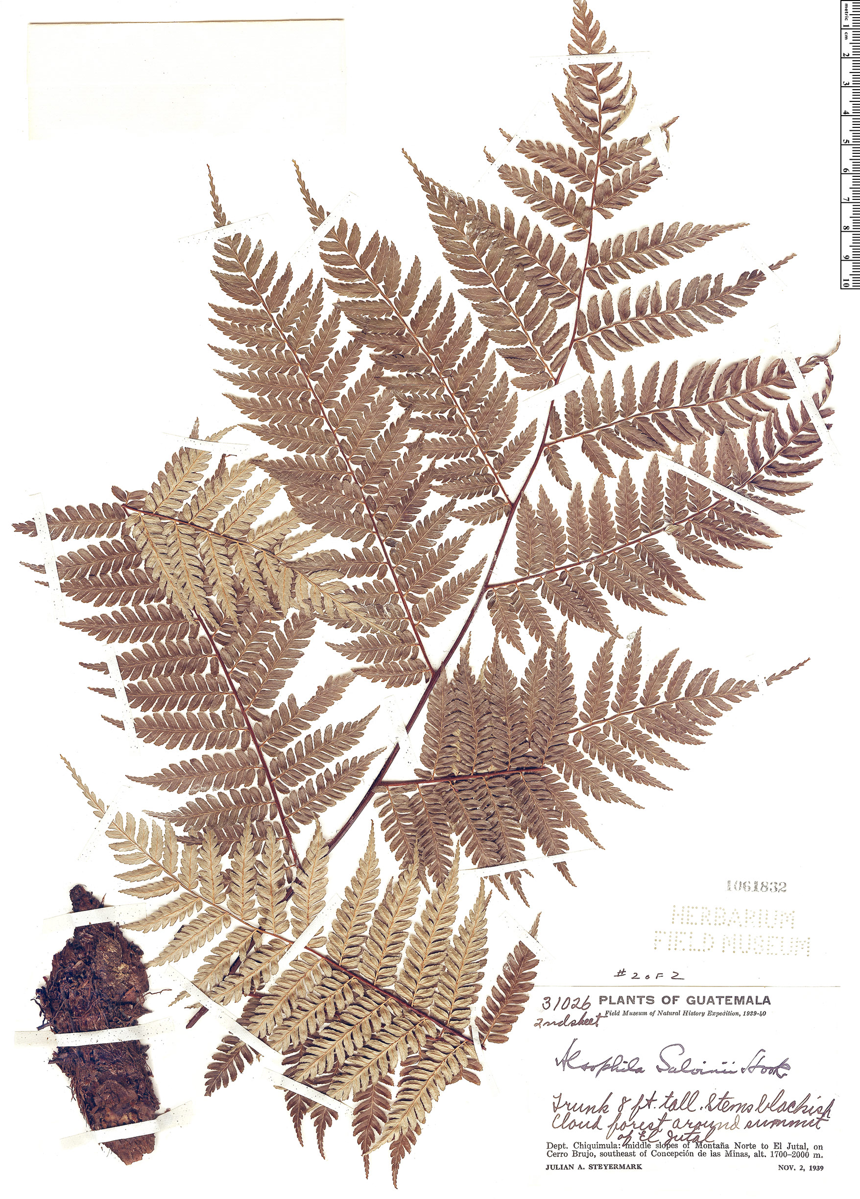 Cyatheaceae image
