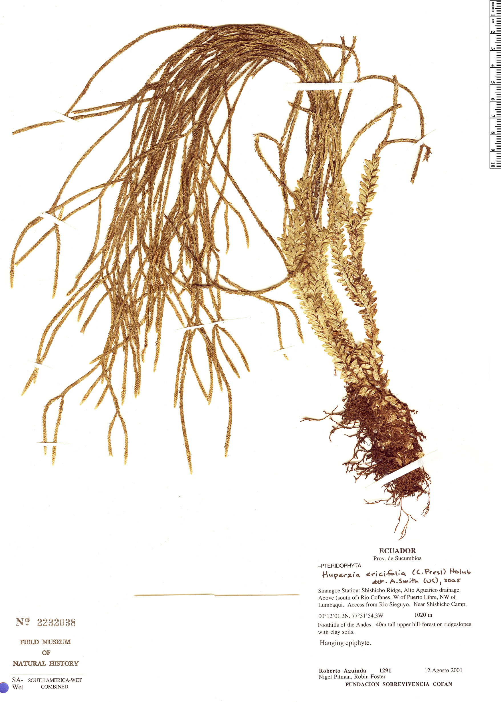 Huperzia ericifolia image