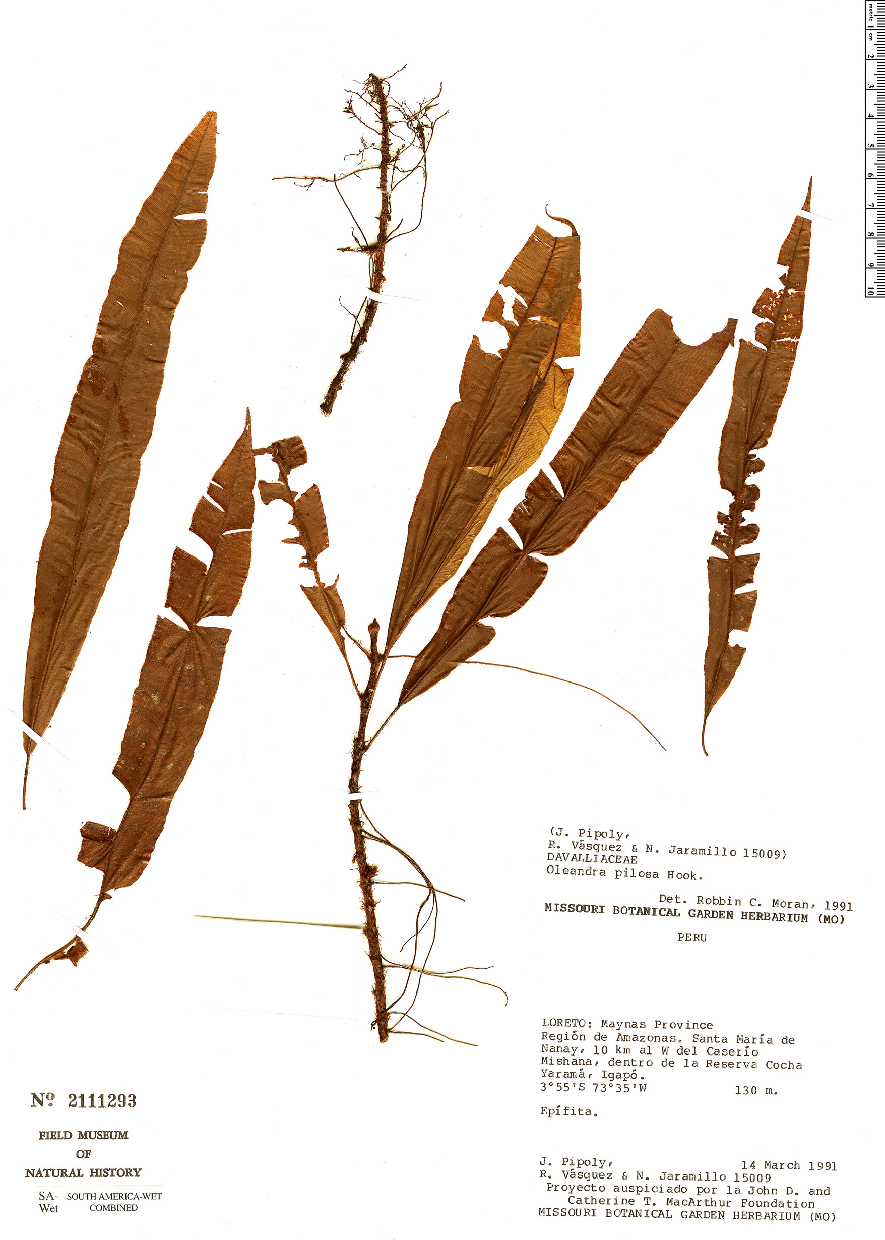 Oleandraceae image