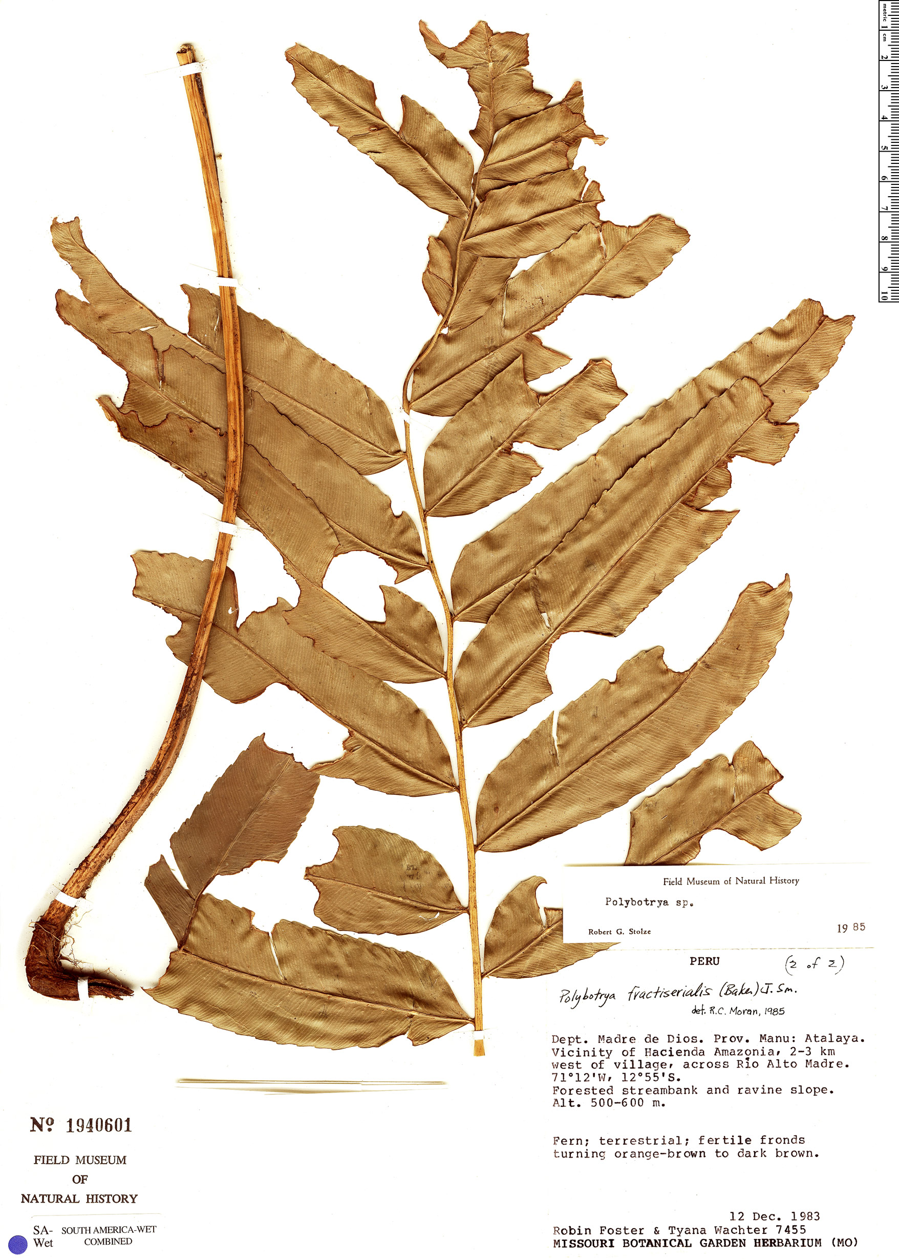 Polybotrya fractiserialis image