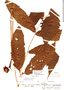 Tectaria andina image