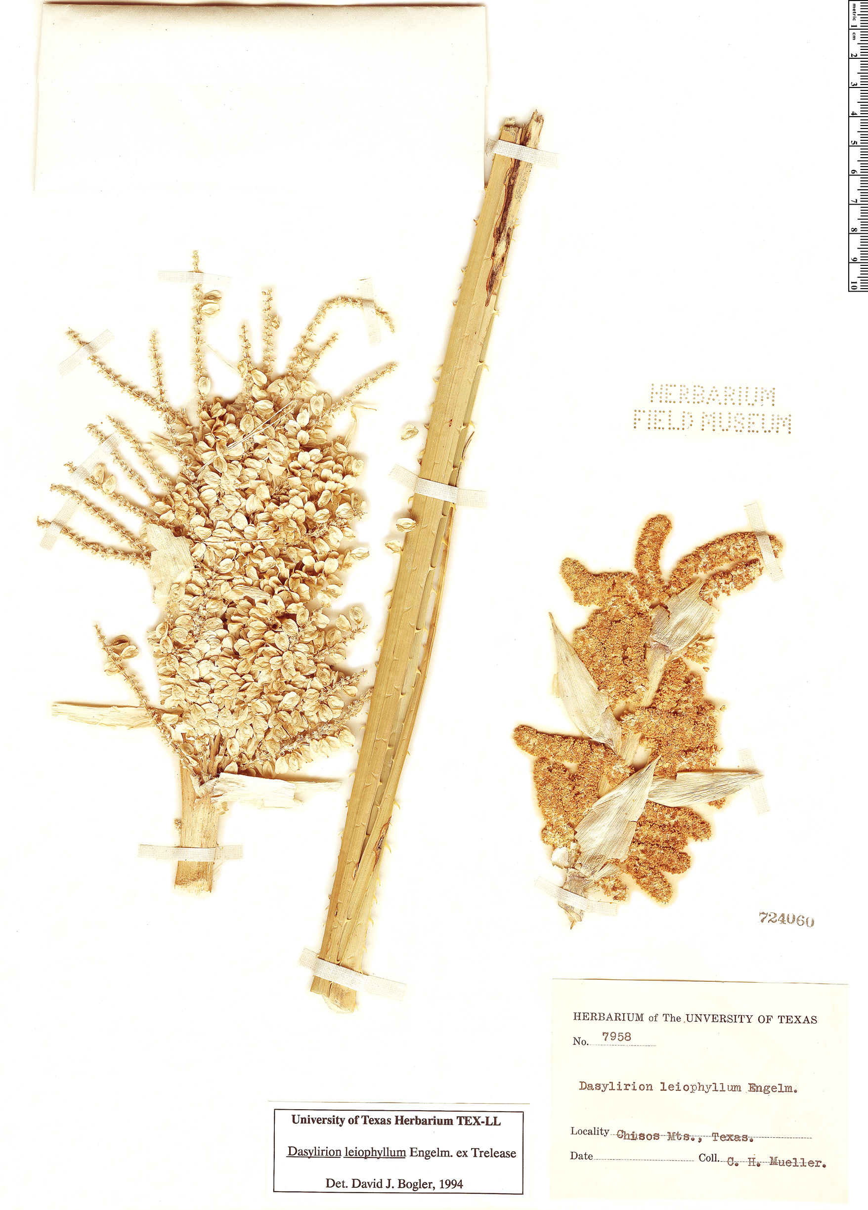 Dasylirion leiophyllum image