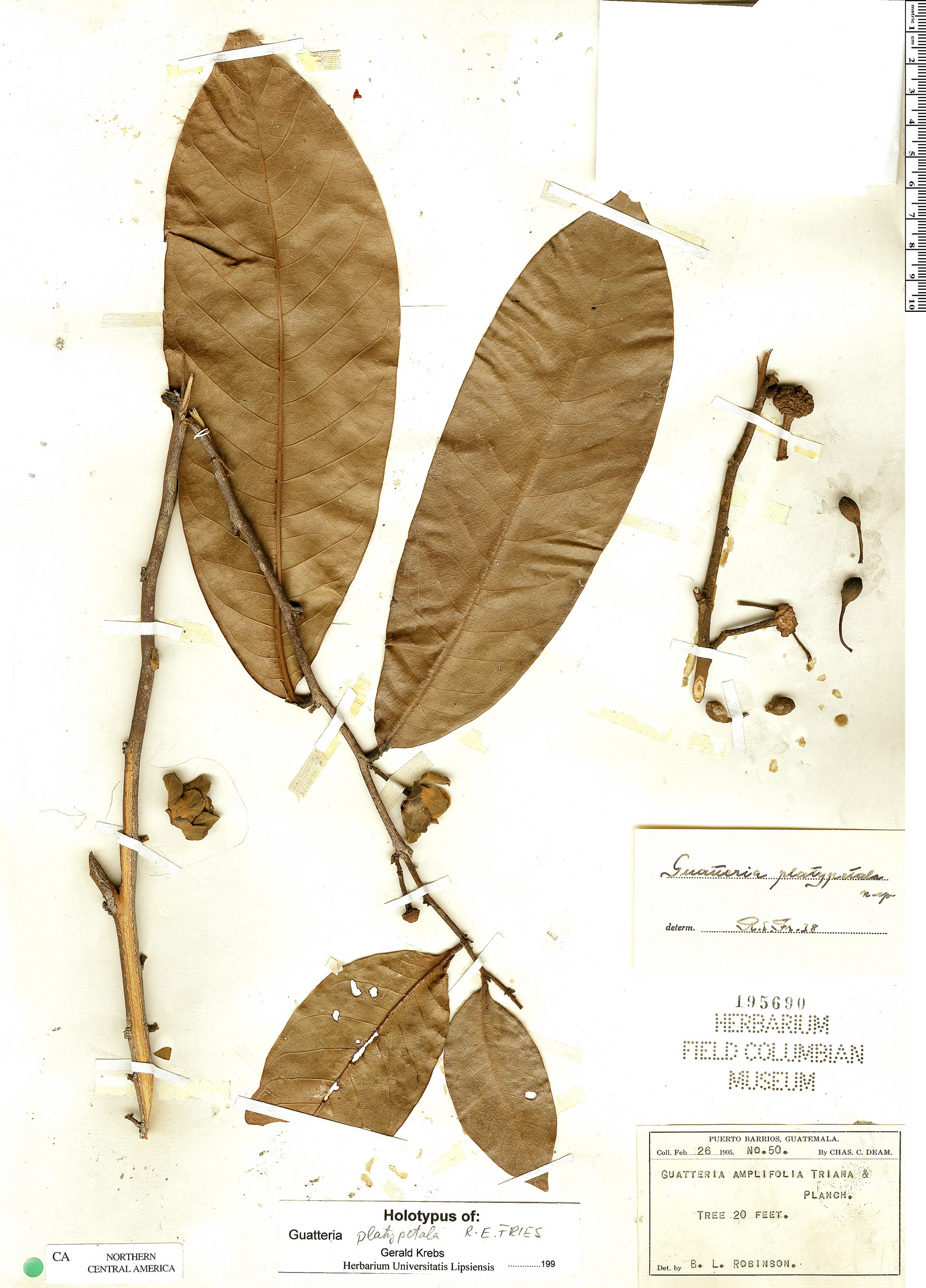 Guatteria diospyroides image