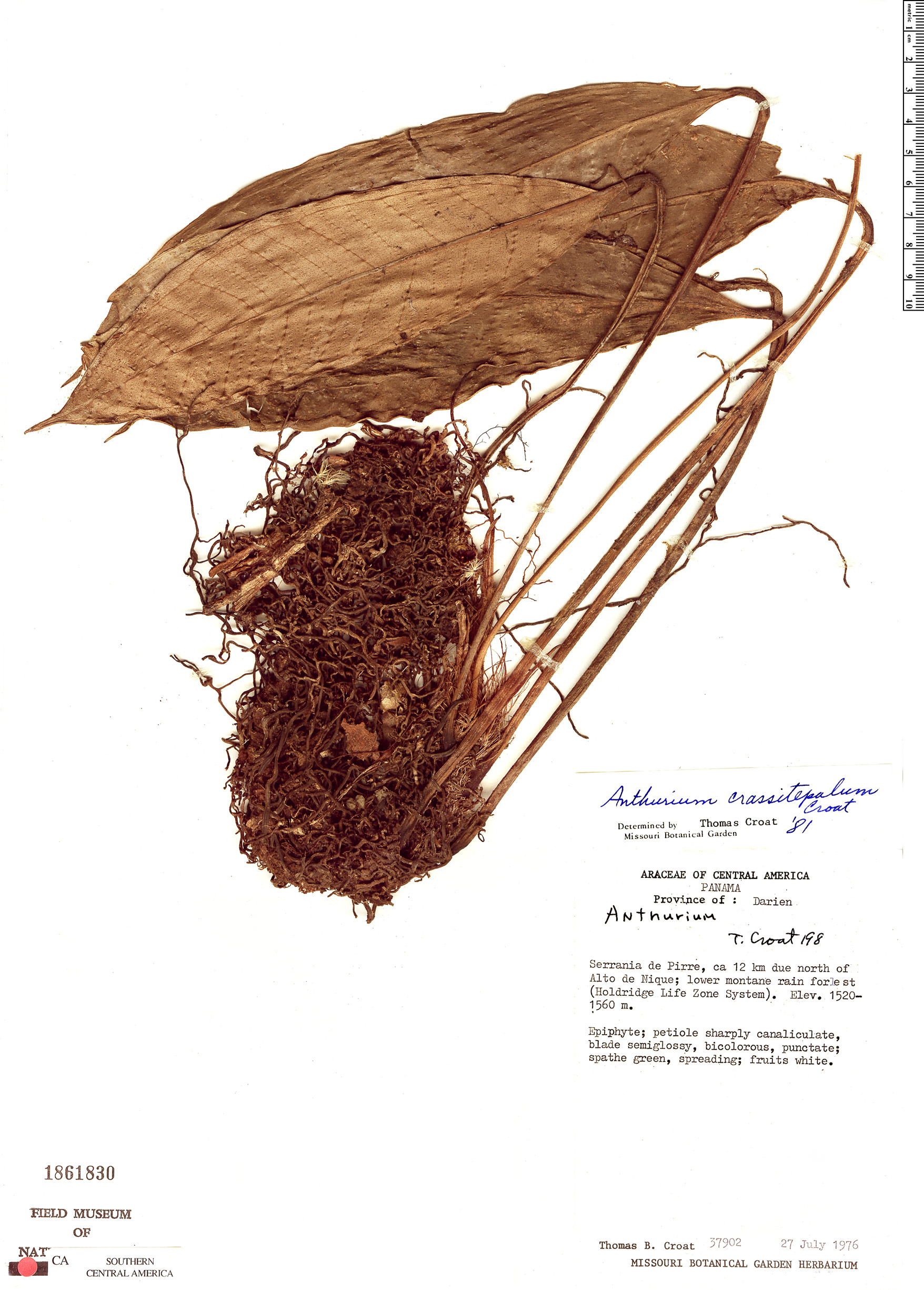 Anthurium crassitepalum image