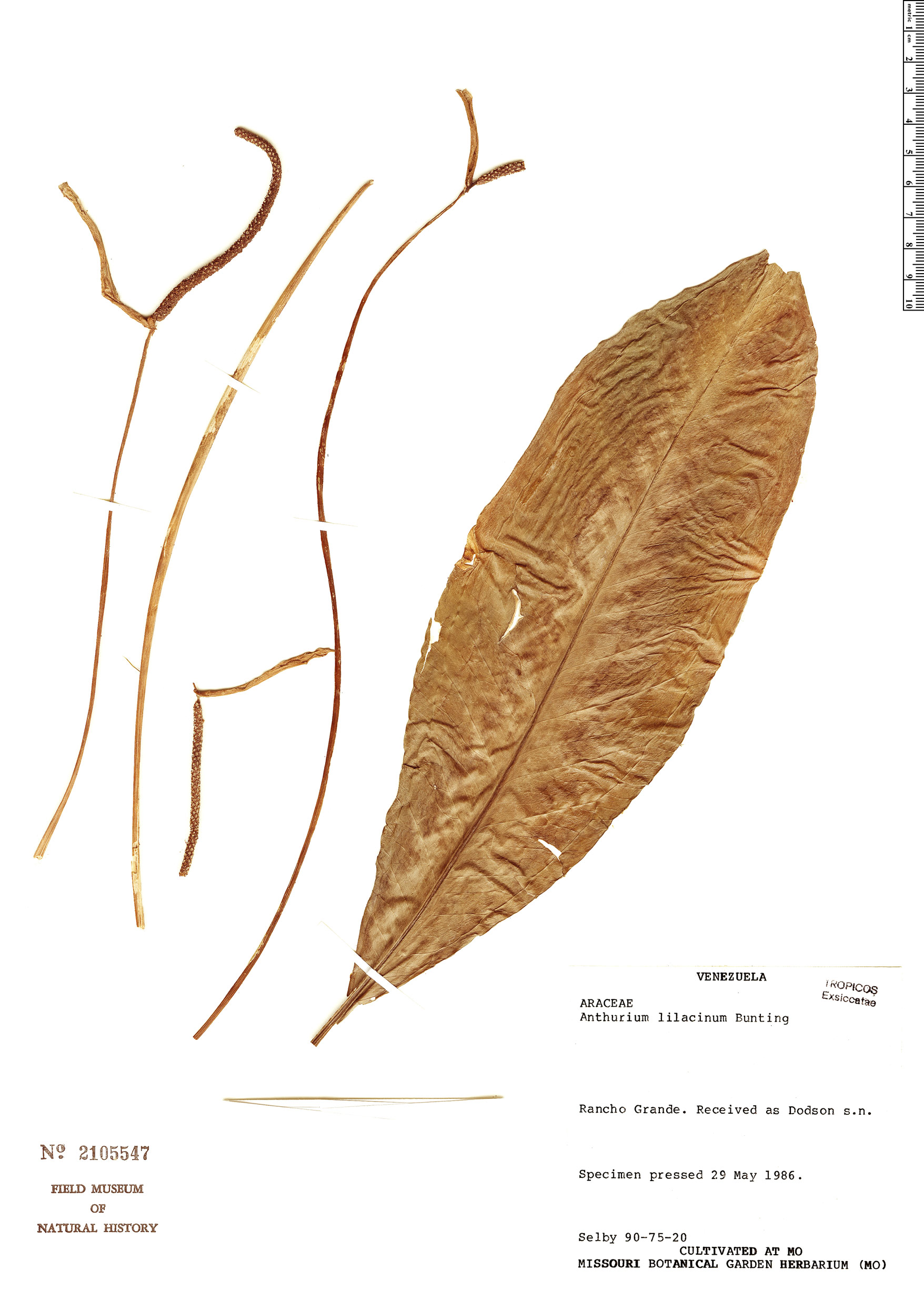 Anthurium lilacinum | Rapid Reference | The Field Museum