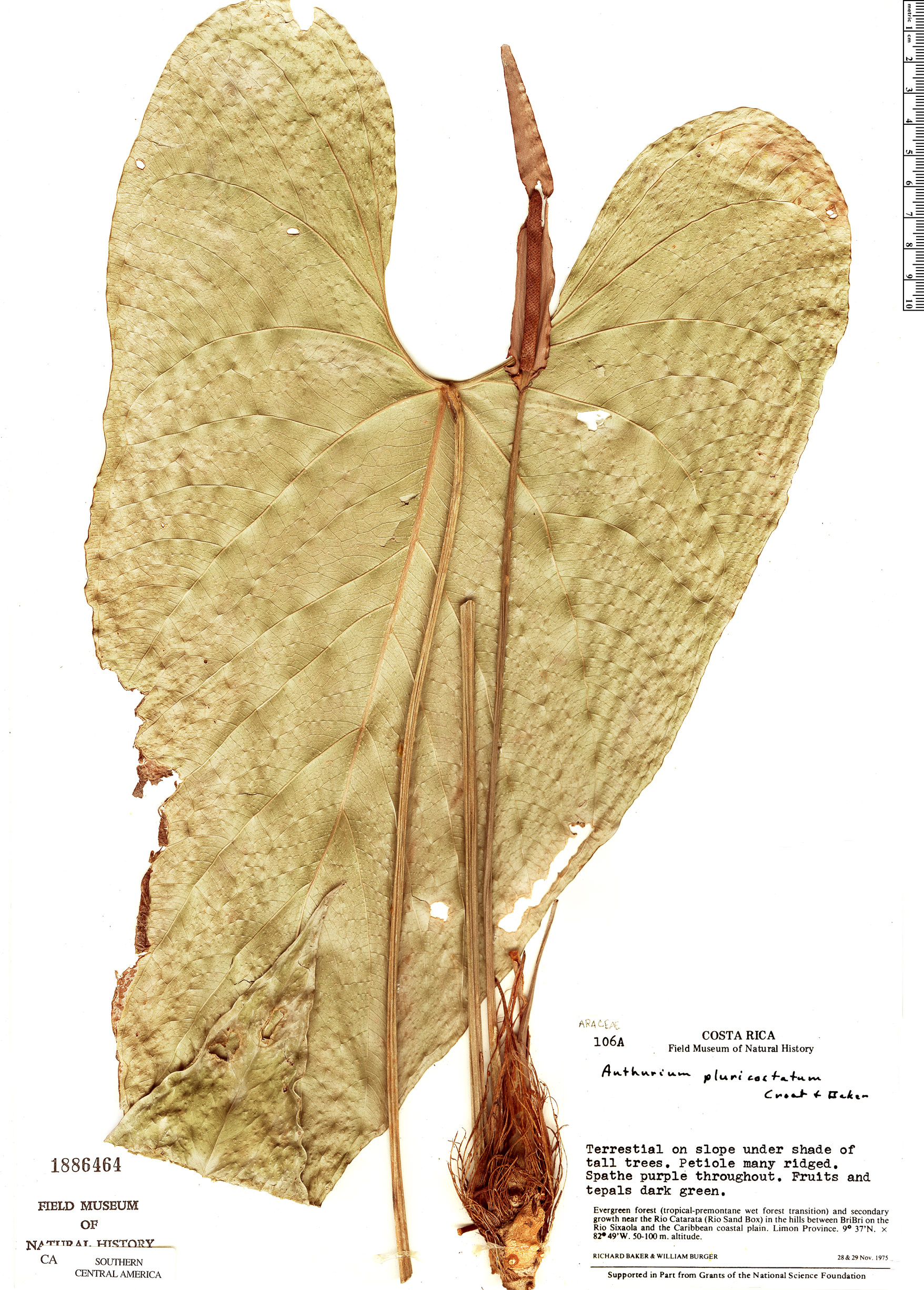 Anthurium ochranthum image