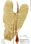 Anthurium pluricostatum image