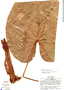 Anthurium tysonii image