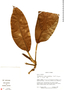 Philodendron alliodorum image