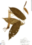 Spathiphyllum floribundum image