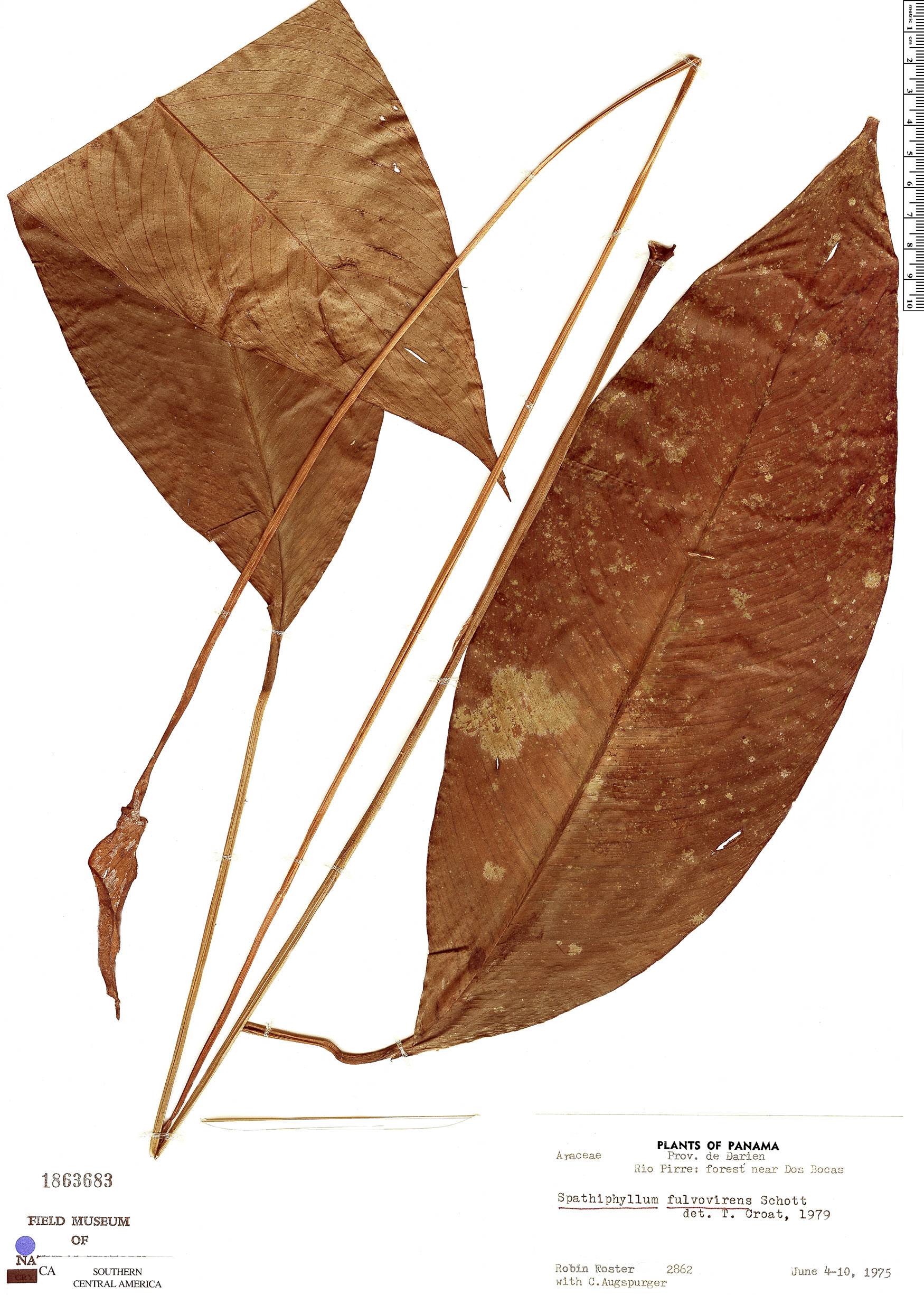 Spathiphyllum fulvovirens image