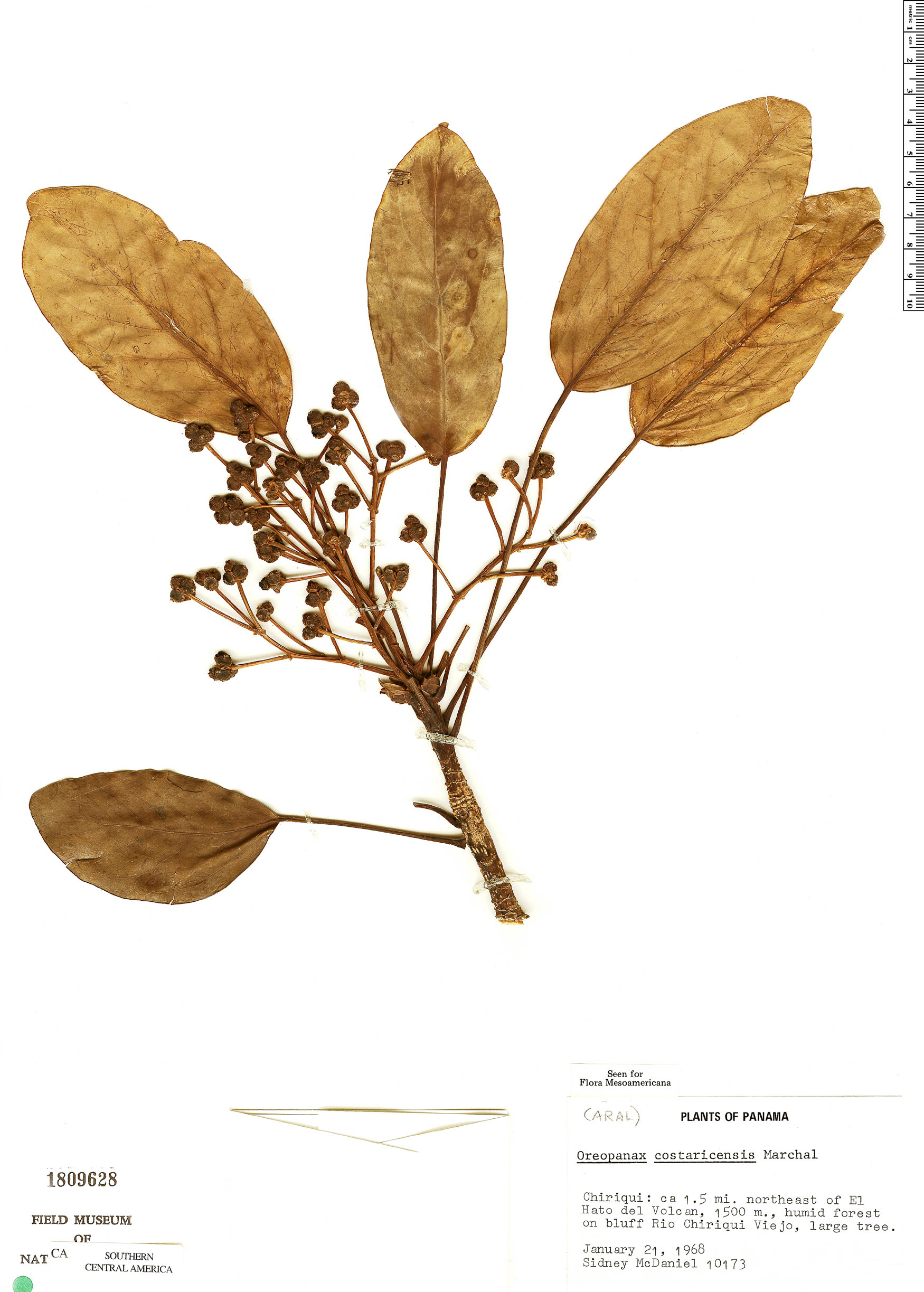 Oreopanax costaricensis image