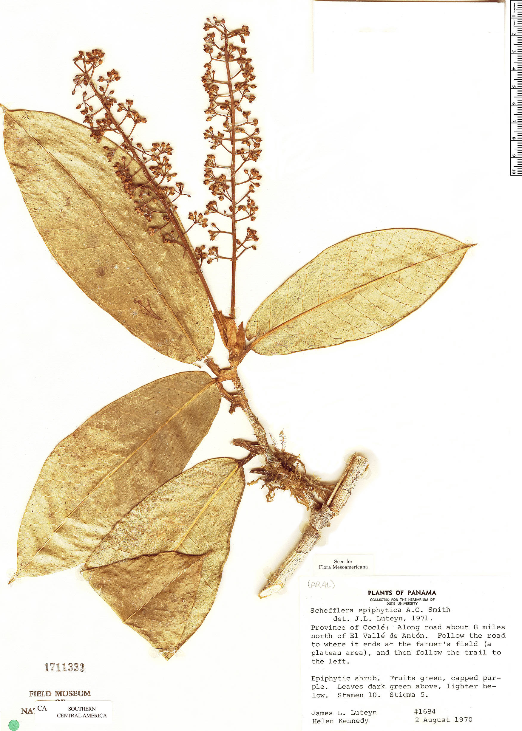 Schefflera epiphytica image