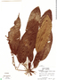 Schefflera robusta image