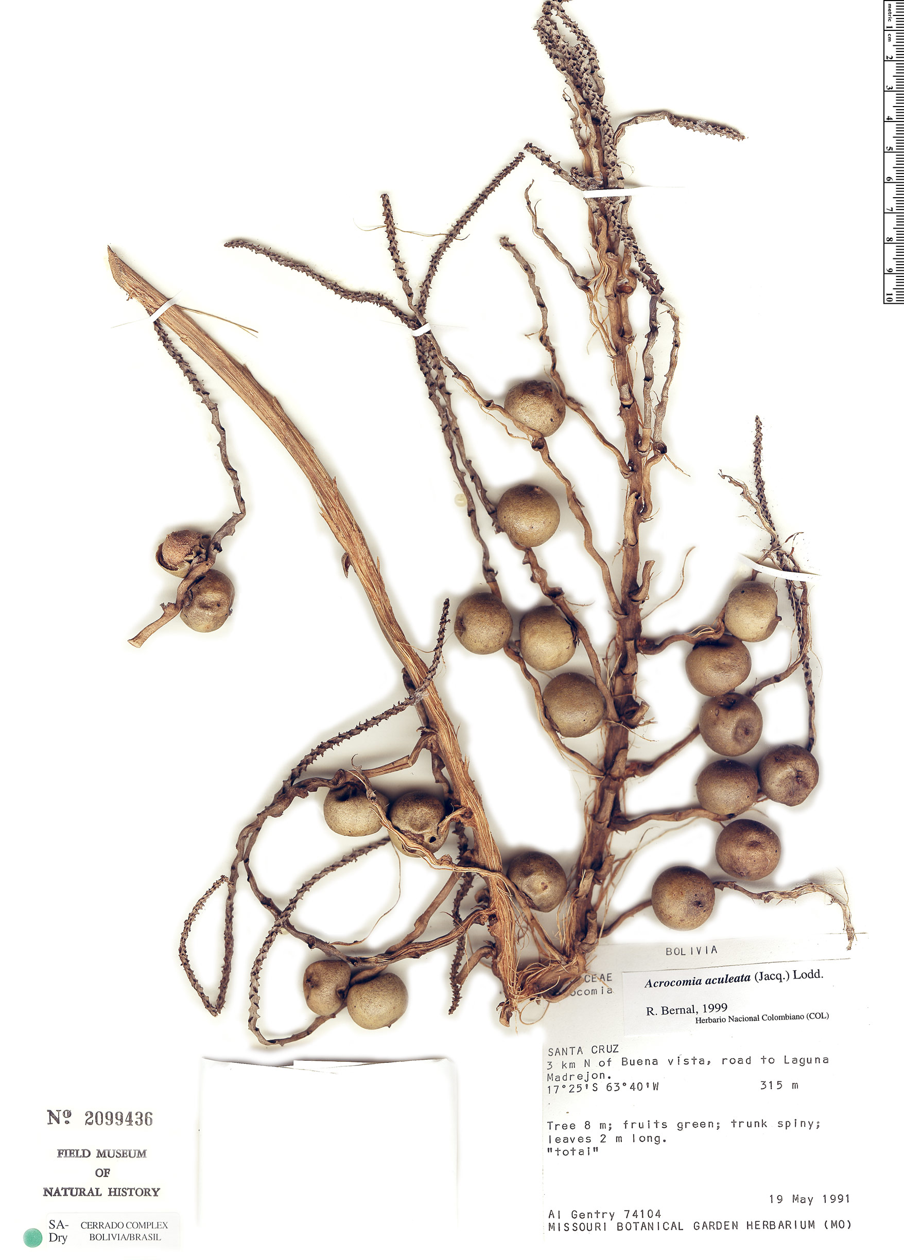 Acrocomia aculeata | Rapid Reference | The Field Museum