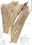 Calyptrogyne ghiesbreghtiana image