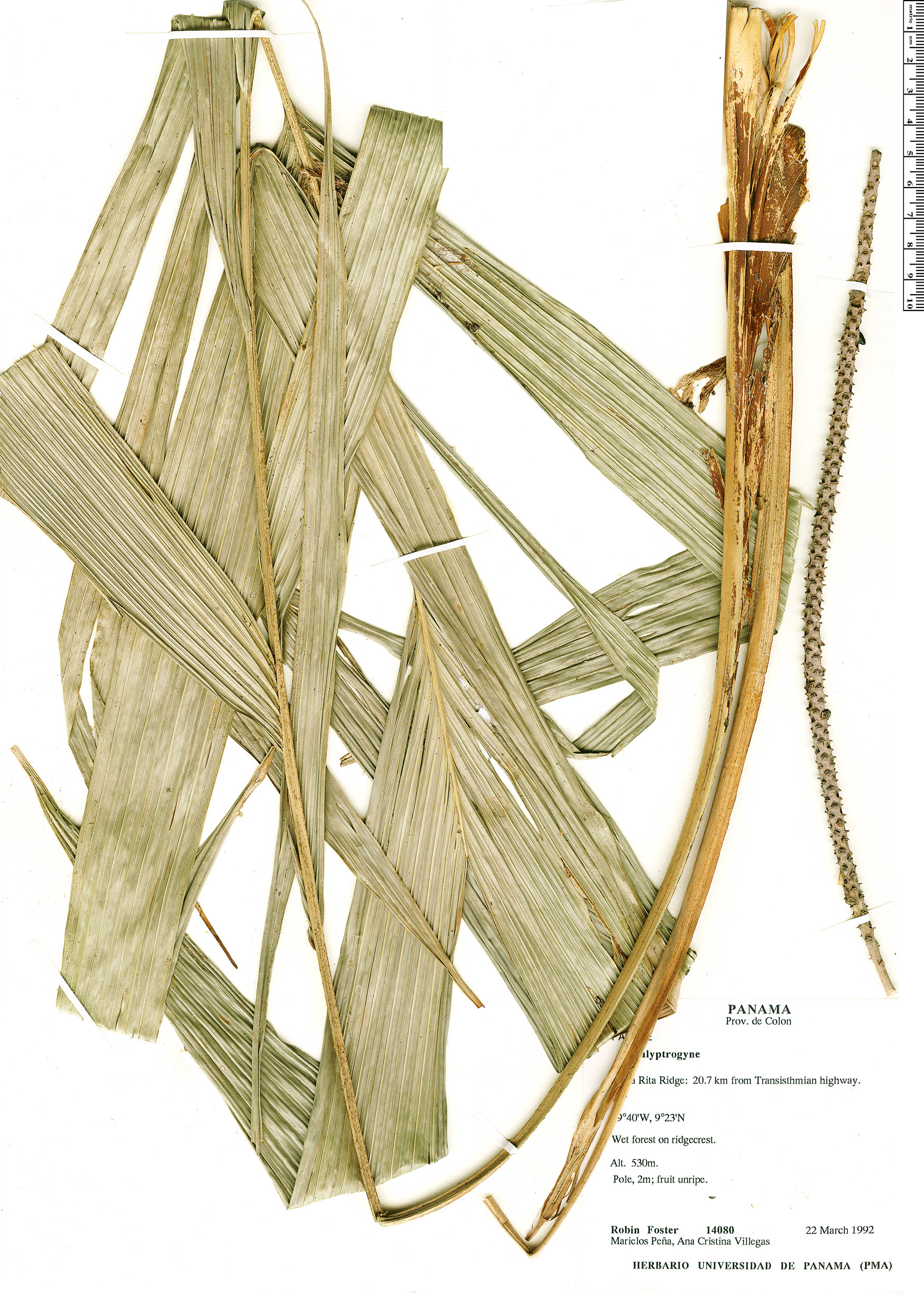 Calyptrogyne Rapid Reference The Field Museum