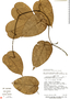 Aristolochia sprucei image