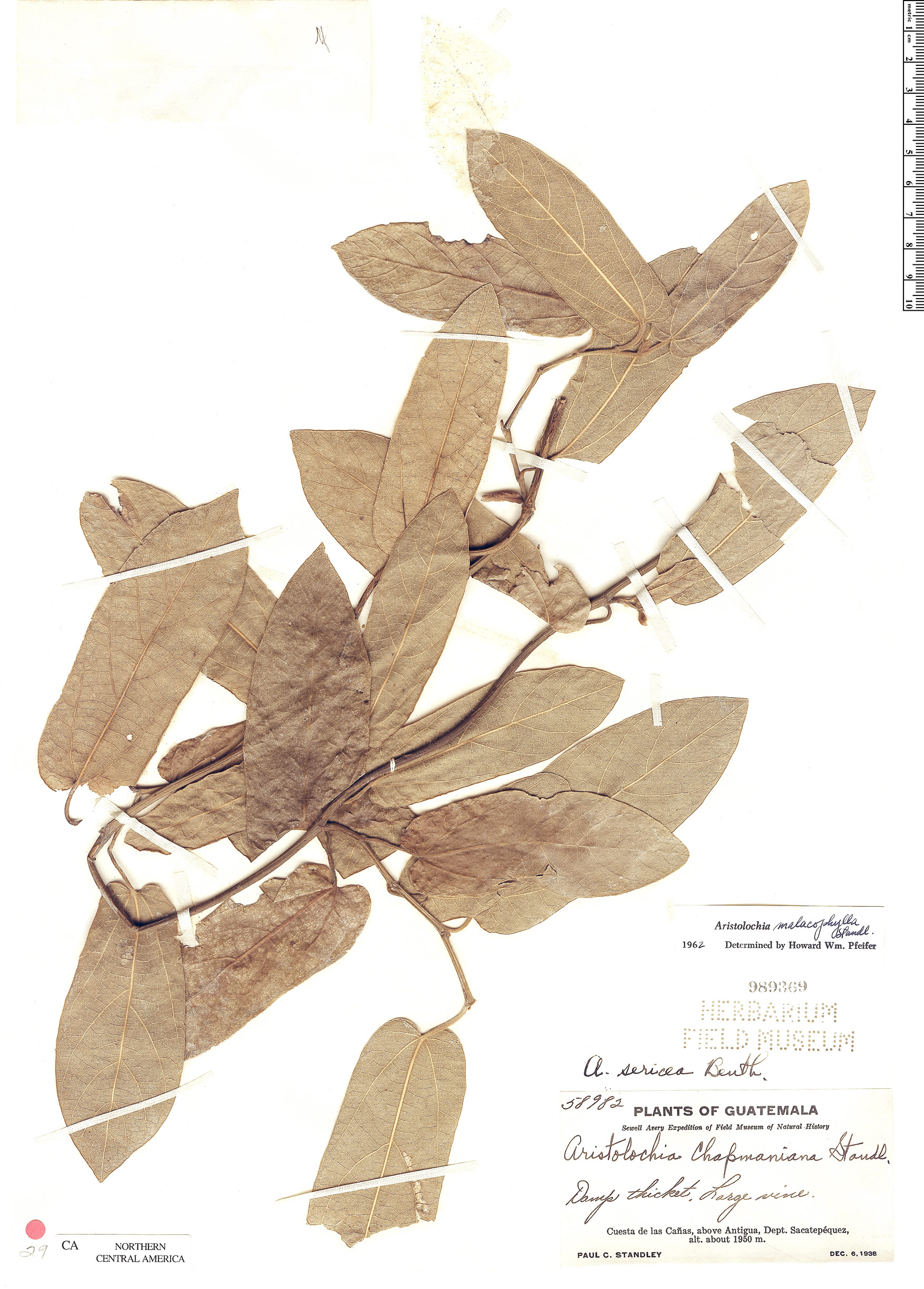 Aristolochia malacophylla image