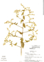 Lepidaploa arborescens image