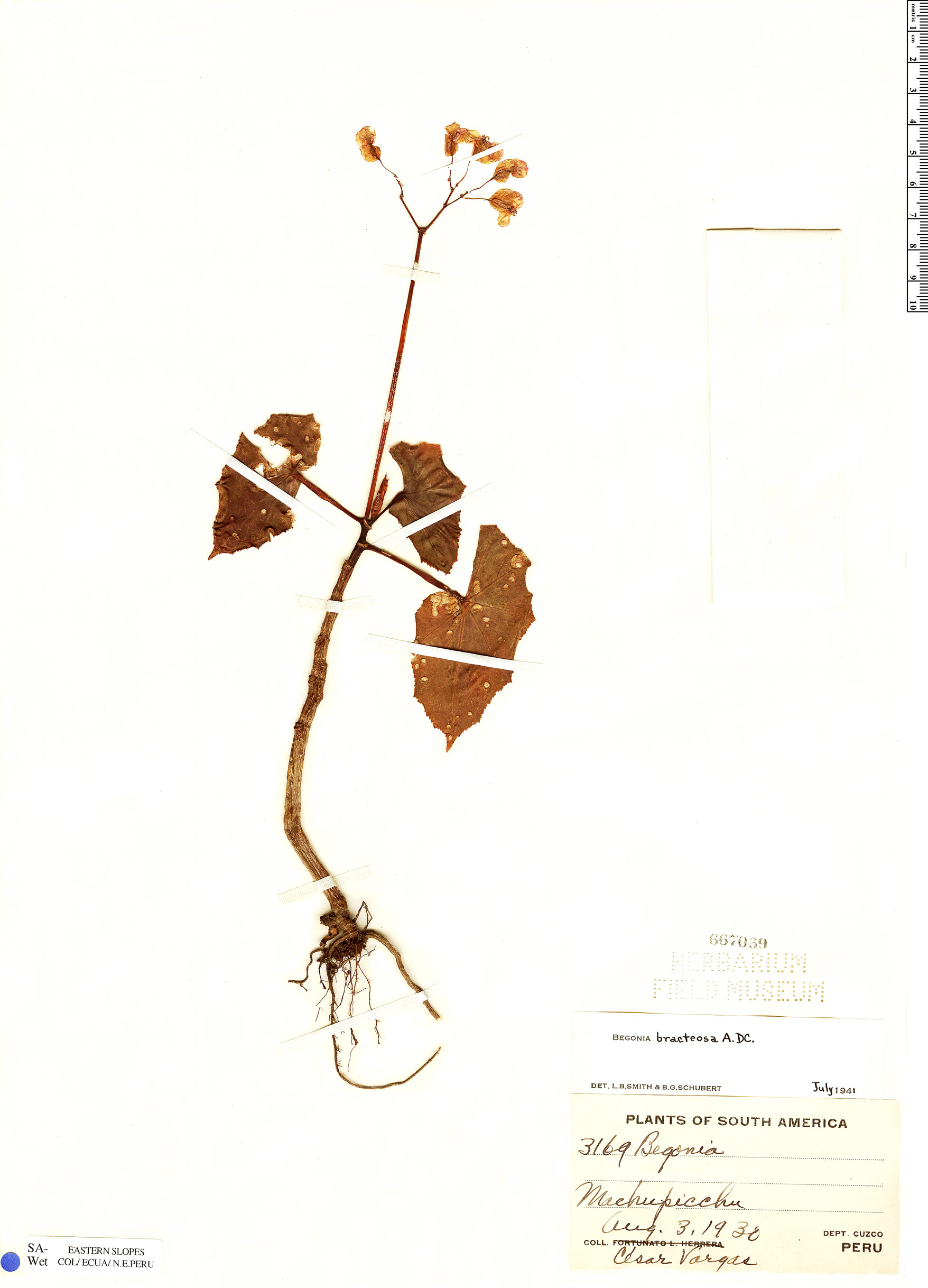 Begonia bracteosa | Rapid Reference | The Field Museum
