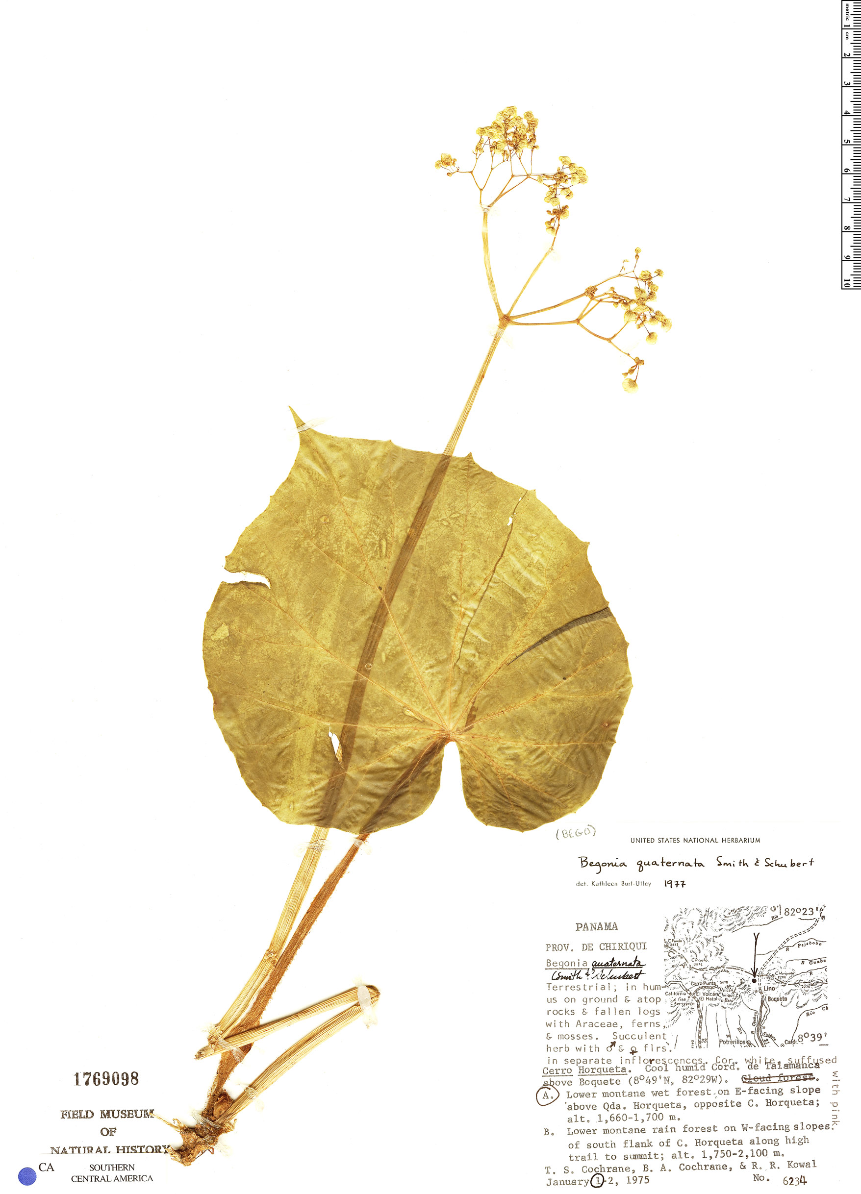 Begonia quaternata image