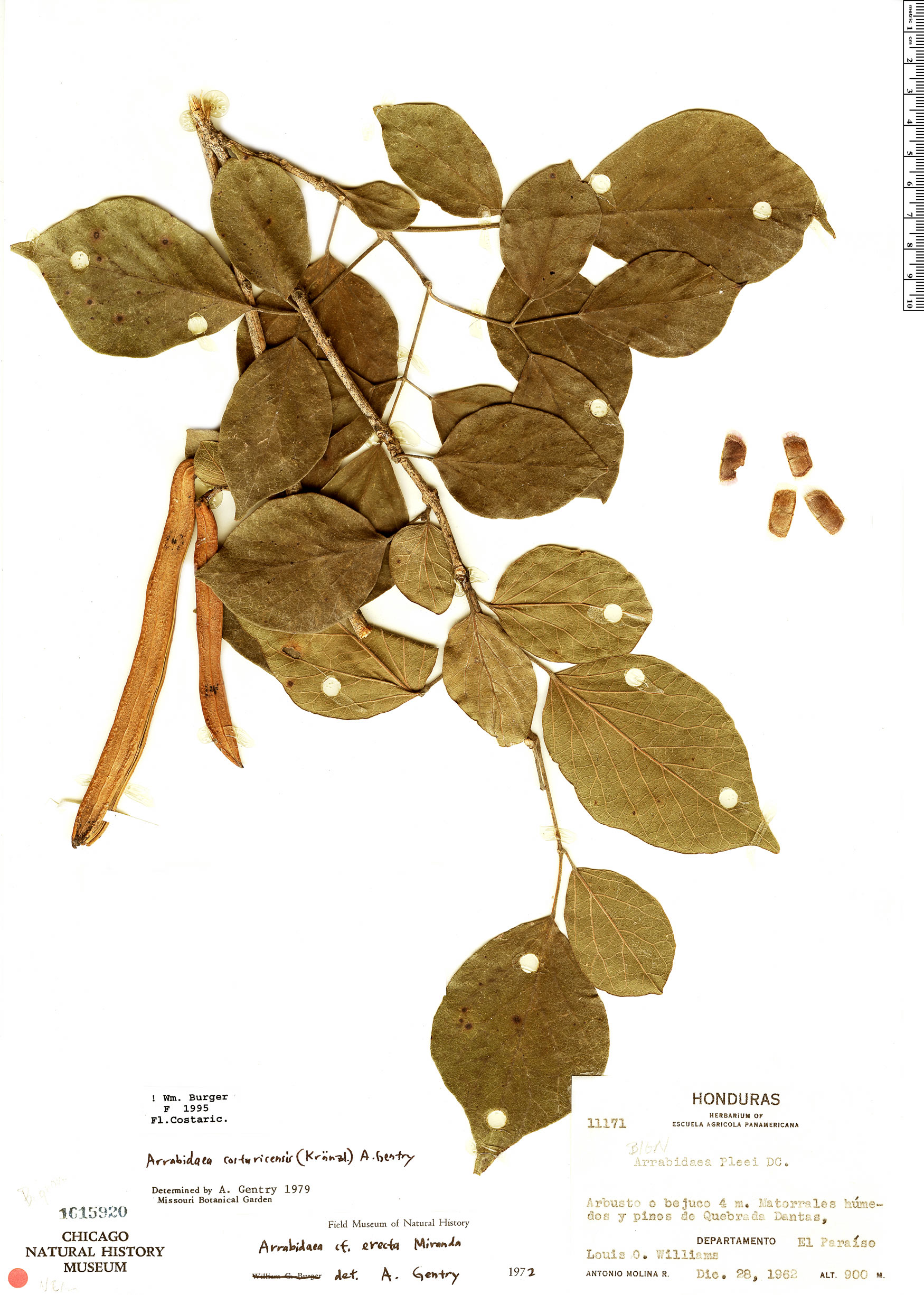 Fridericia costaricensis image