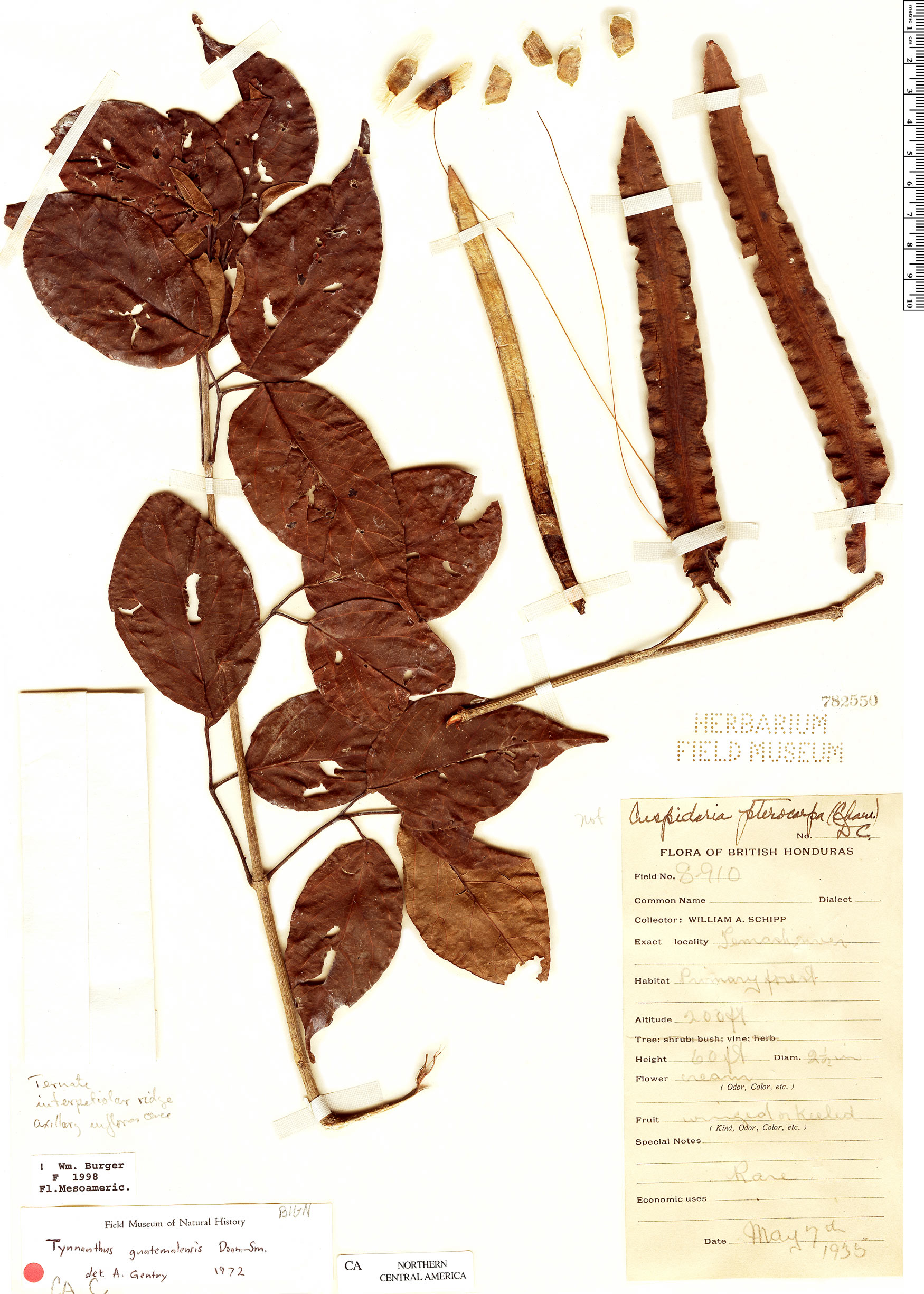 Tynanthus guatemalensis image