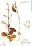 Tynanthus macranthus image