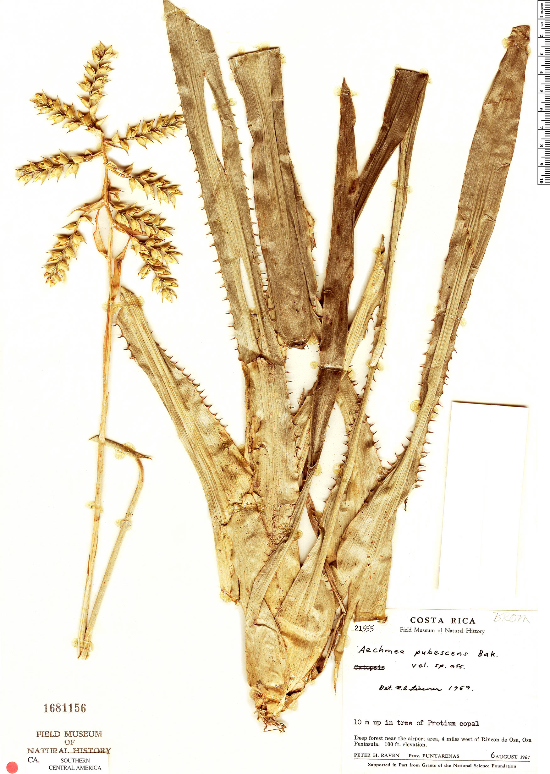 Espécimen: Aechmea pubescens