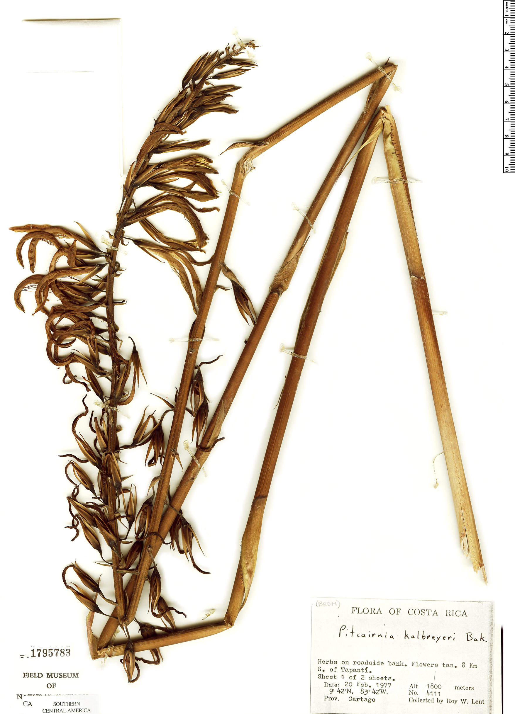 Pitcairnia kalbreyeri image
