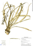 Pitcairnia megasepala image