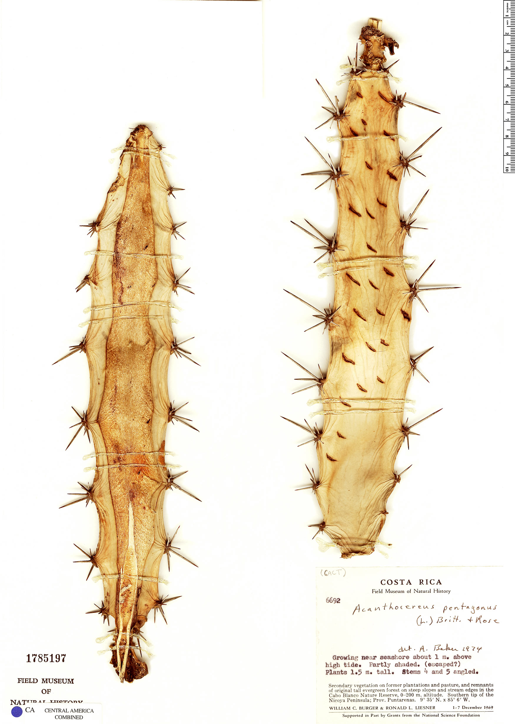 Acanthocereus tetragonus image