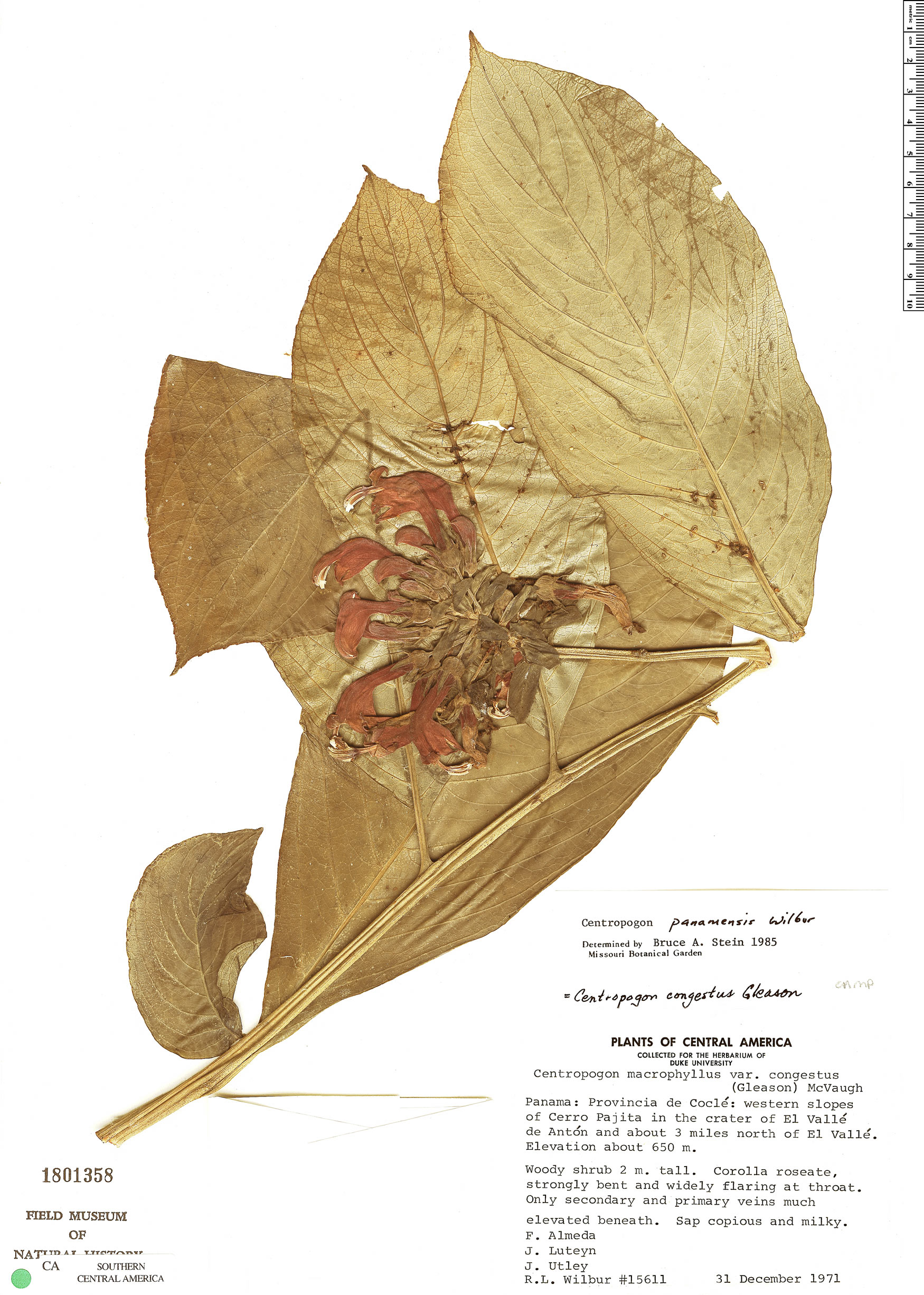 Centropogon granulosus image