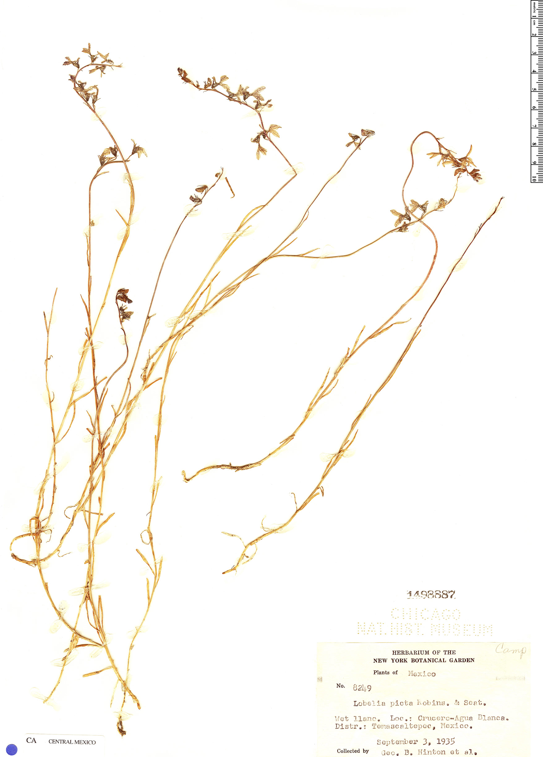 Lobelia irasuensis subsp. picta image