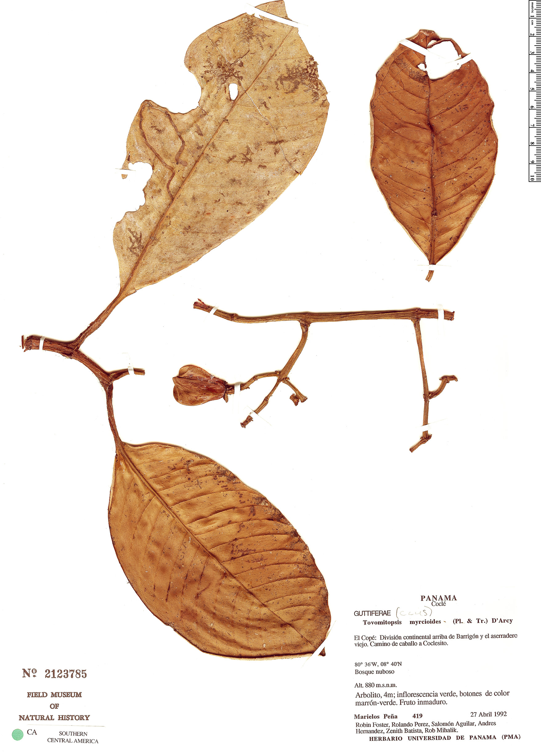 Chrysochlamys grandifolia image