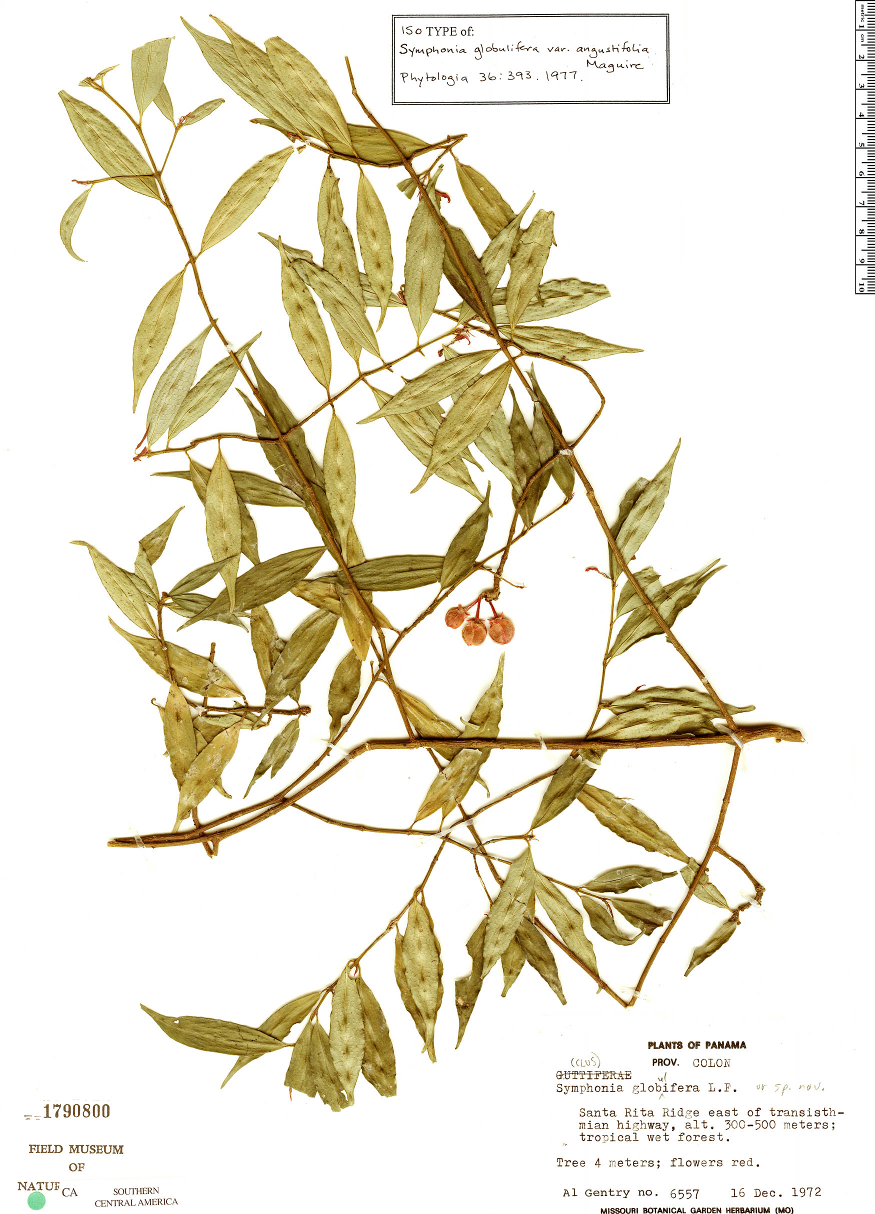 Symphonia globulifera var. angustifolia image