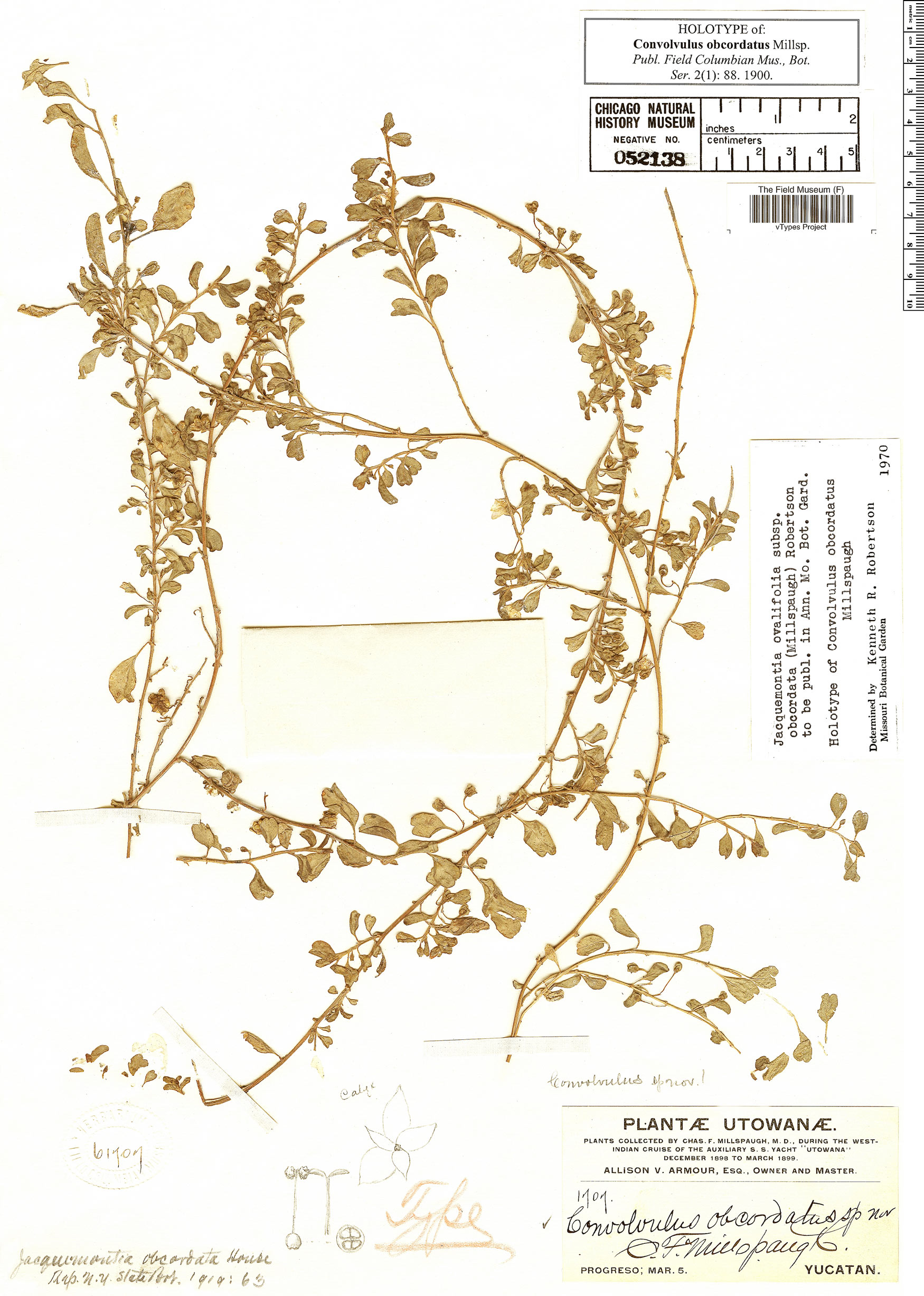 Jacquemontia ovalifolia subsp. obcordata image