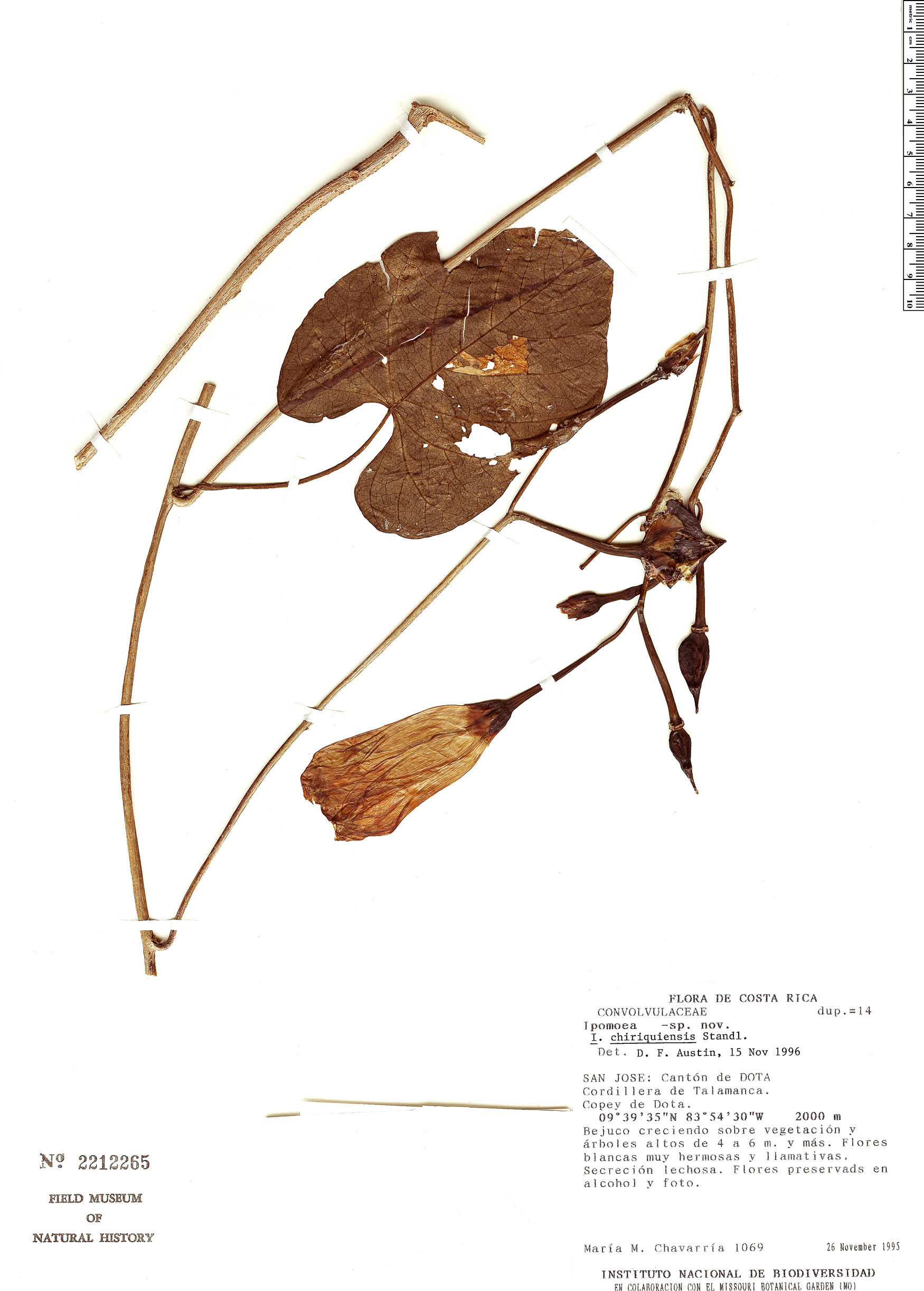 Ipomoea chiriquensis image