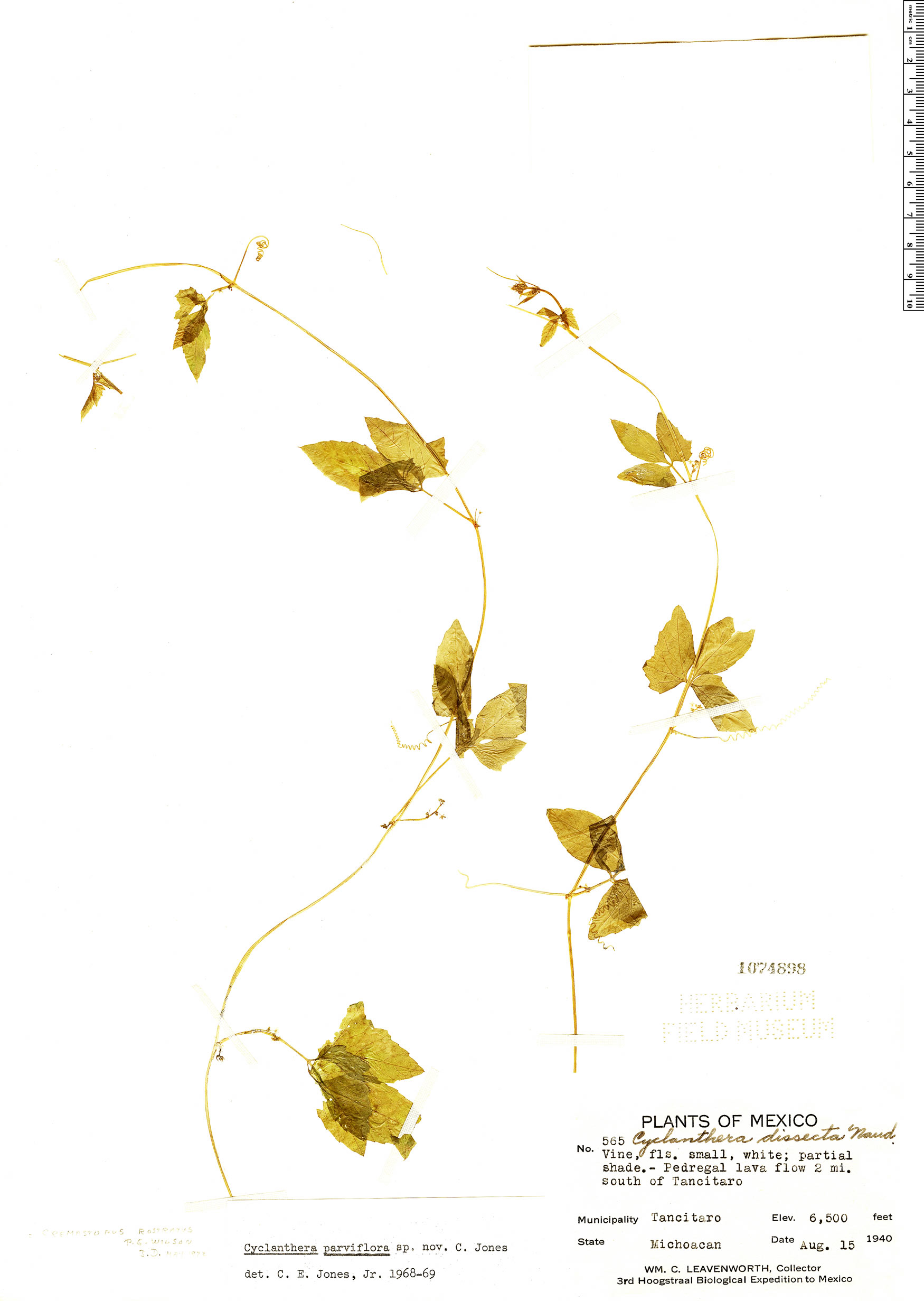 Cyclanthera rostrata image