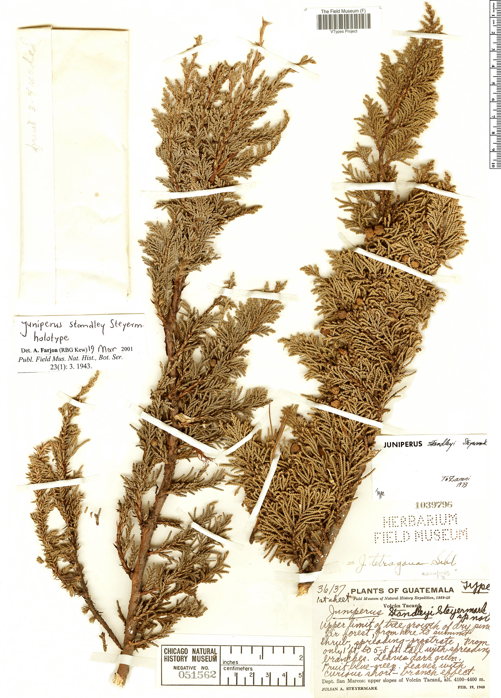 Juniperus standleyi image