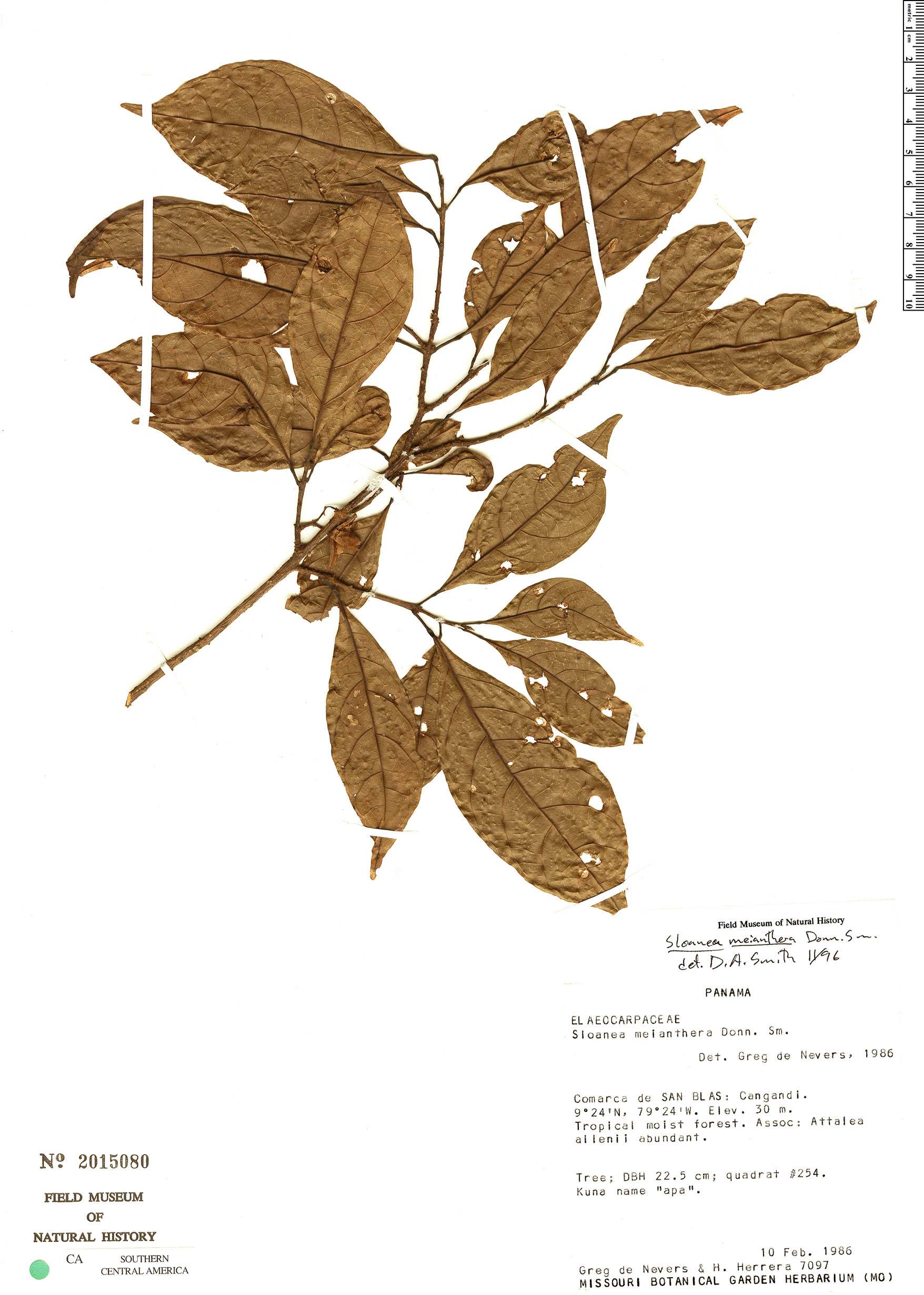 Sloanea meianthera image